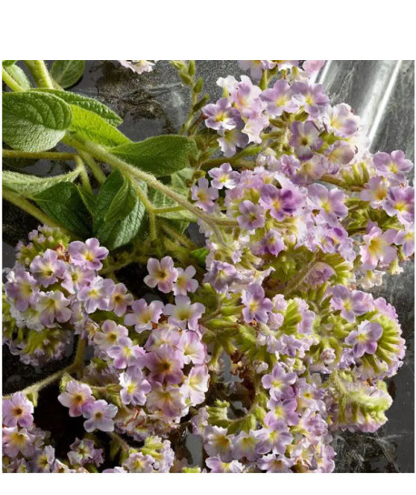 Q BY DOLCE&GABBANA INTENSE