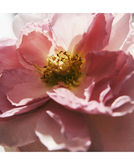 CHLOÉ L'EAU DE PARFUM INTENSE