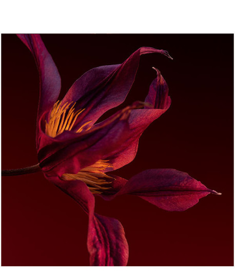 BOSS SCENT ELIXIR HER