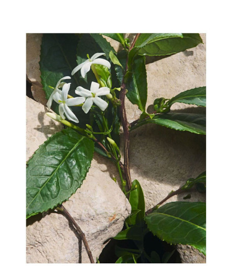 LIGHT BLUE CAPRI IN LOVE