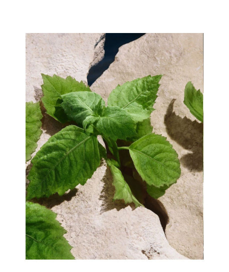 LIGHT BLUE CAPRI IN LOVE POUR HOMME