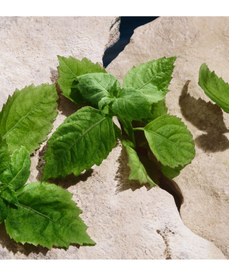 LIGHT BLUE POUR HOMME