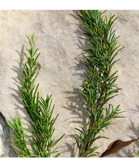 LIGHT BLUE POUR HOMME