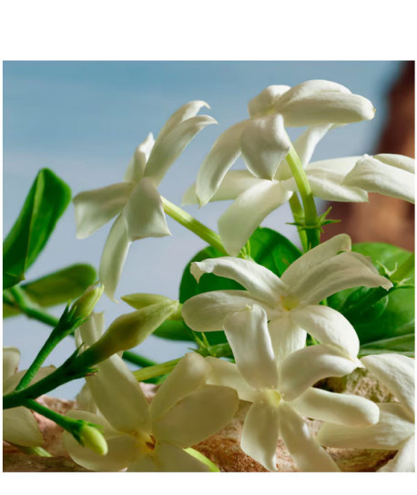 Q BY DOLCE & GABBANA PARFUM