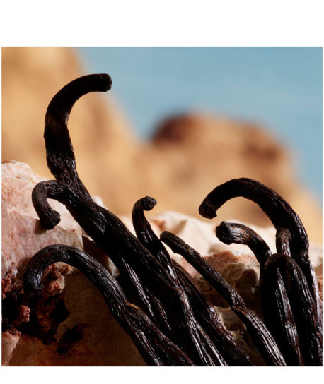 Q BY DOLCE & GABBANA PARFUM