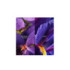 INSOLENCE EDP