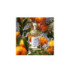 AQUA ALLEGORIA MANDARINE BASILIC