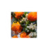 AQUA ALLEGORIA MANDARINE BASILIC