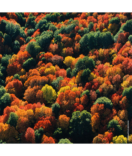 AQUA ALLEGORIA ROSA PALISSANDRO FORTE