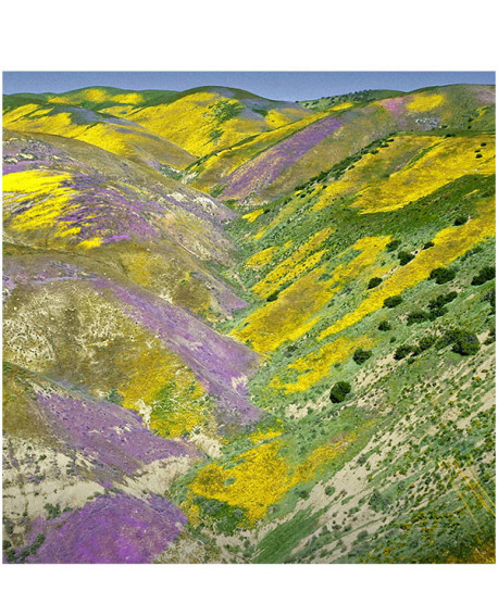 AQUA ALLEGORIA FLORABLOOM FORTE