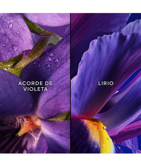 INSOLENCE COFRE EDICIÓN LIMITADA