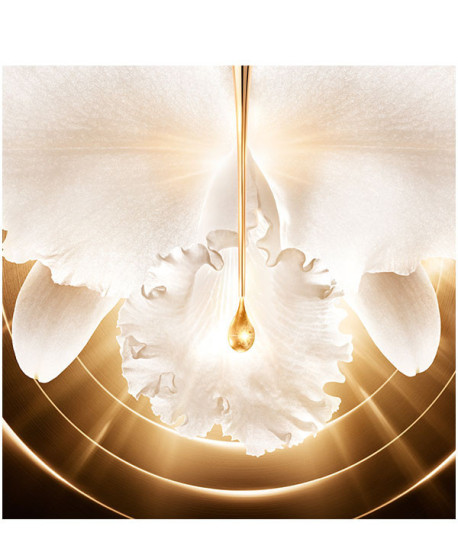 ORCHIDÉE IMPÉRIALE GOLD NOBILE LA CREMA