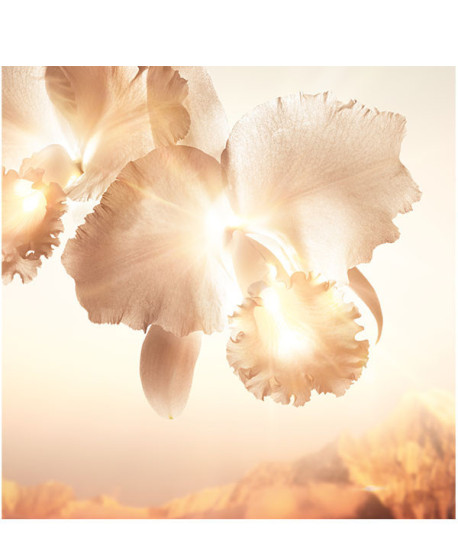 ORCHIDÉE IMPÉRIALE GOLD NOBILE LA CREMA