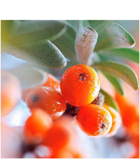 ACEITE CORPORAL NUTRITIVO ESPINO AMARILLO