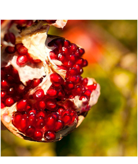 ACEITE CORPORAL REGENERADOR GRANADA