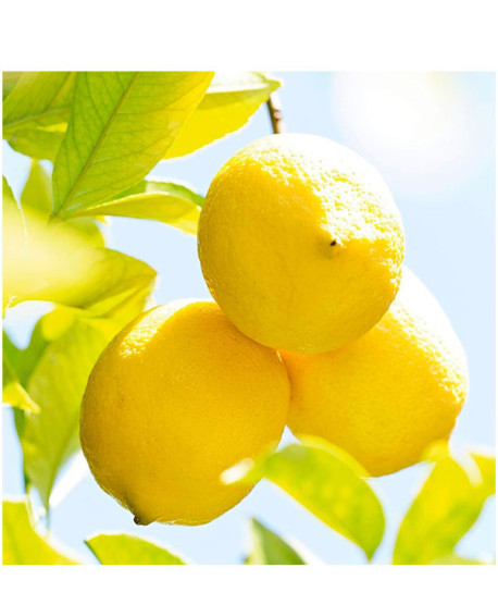 ACEITE CORPORAL REFRESCANTE CITRUS