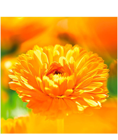 ACEITE PARA MASAJE CALÉNDULA