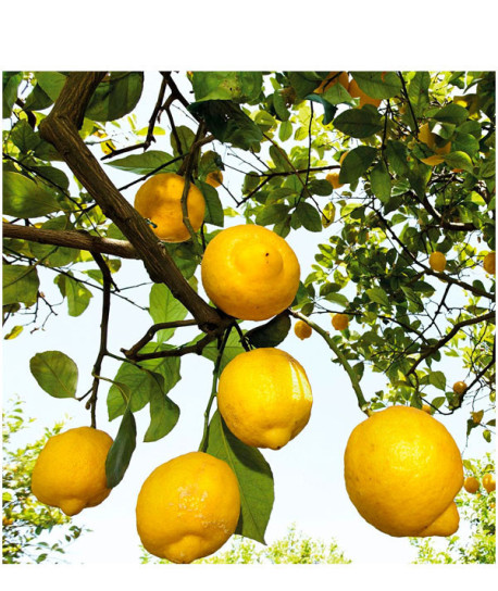 CITRUS FRESH DEO SPRAY