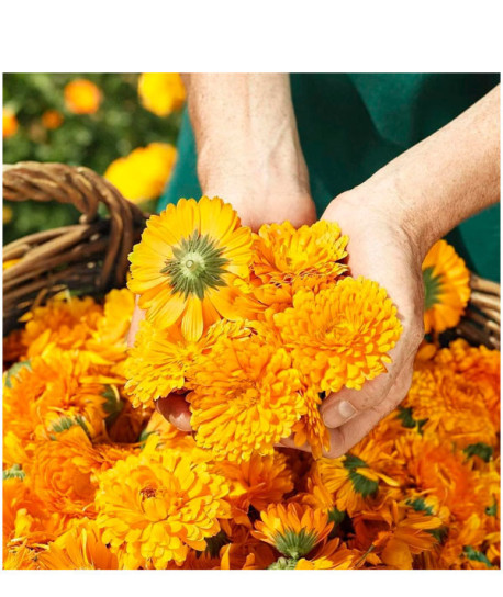 CREMA PROTECTORA CALÉNDULA