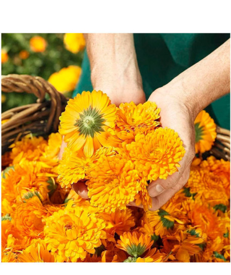 BAÑO DE CREMA DE CALÉNDULA PARA BEBÉ