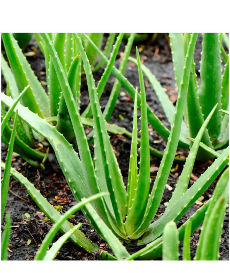 BÁLSAMO PARA EL AFEITADO FOR MEN