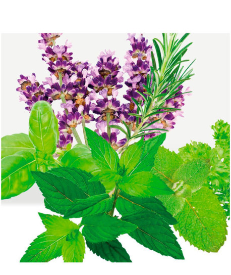 ORIGINAL REMEDIES 5 PLANTAS BENEFICIOSAS CHAMPÚ DETOX