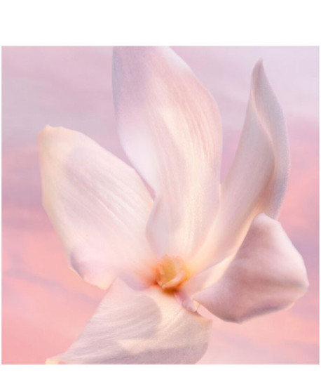 LA VIE EST BELLE VANILLE NUDE