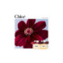 CHLOÉ LE PARFUM