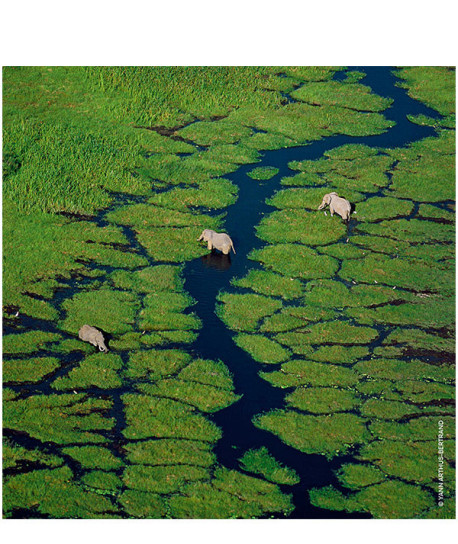 AQUA ALLEGORIA ROSA VERDE