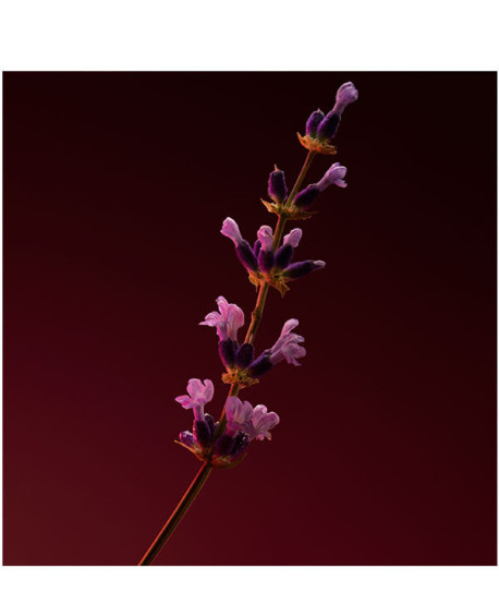 BOSS SCENT ELIXIR HIM