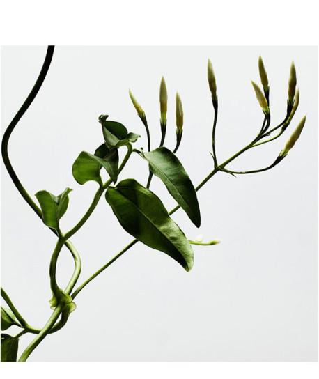 LOEWE 001 WOMAN