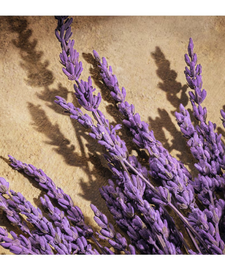 DEVOTION FOR MEN PARFUM