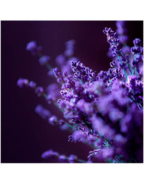 JABÓN DE MANOS ENGLISH LAVENDER