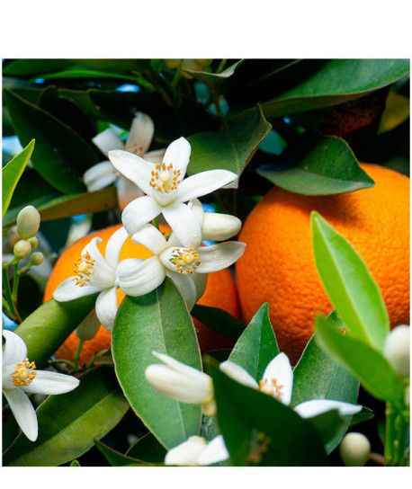 JABÓN DE MANOS FLEUR D’ORANGE VERTE