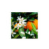 JABÓN DE MANOS FLEUR D’ORANGE VERTE