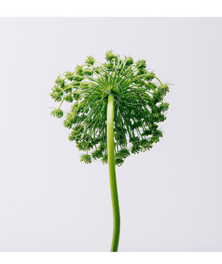 LOEWE AIRE COFRE REGALO