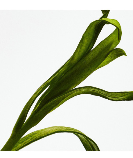 LOEWE ESENCIA EDP COFRE REGALO