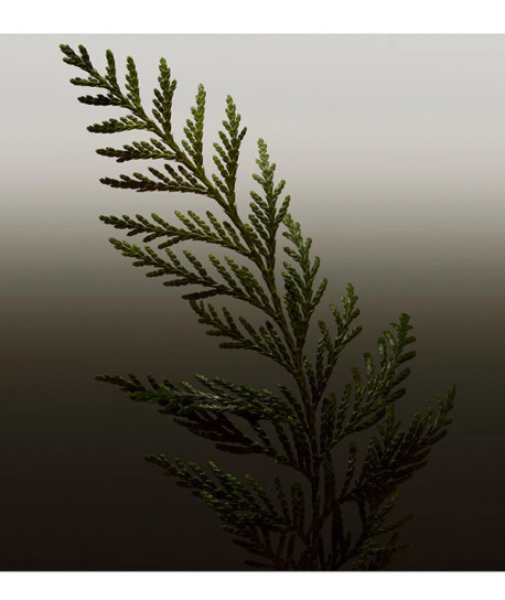 BURBERRY HERO PARFUM