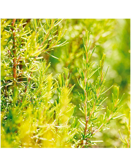 ACEITE CAPILAR ACONDICIONADOR ROMERO