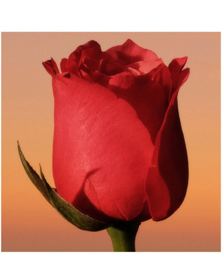 ETERNITY WOMAN EDP INTENSE