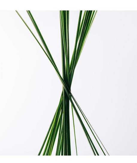 LOEWE ESENCIA EDT COFRE REGALO